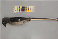 藏品(樹鵲)的圖片